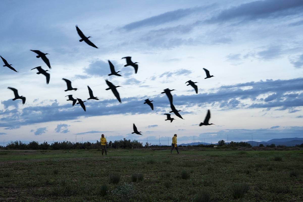 Proyecto Ibis Eremita en el que colabora BIOPARC Valencia - Parada en Olocau